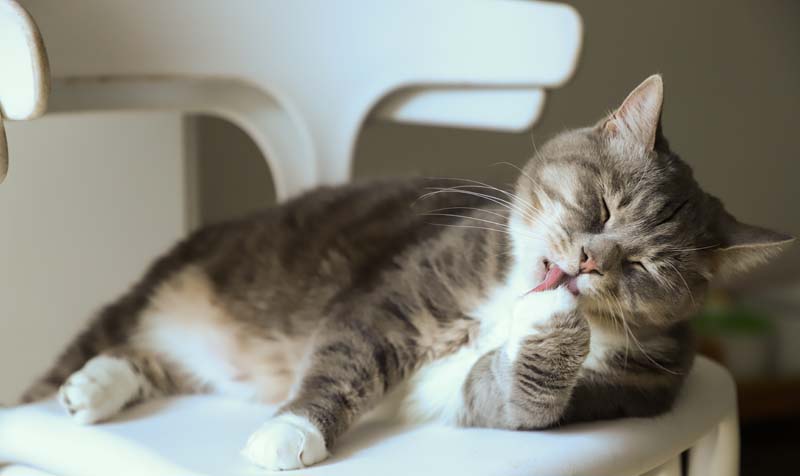 a cat licking its paw