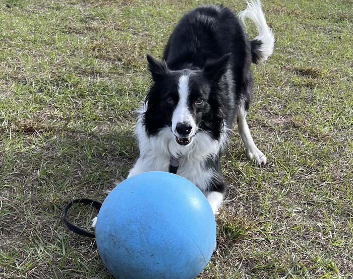 a dog lying on grass with a blue ball