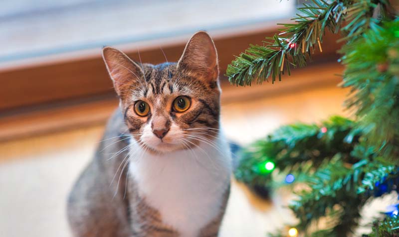 a cat sitting next to a christmas tree