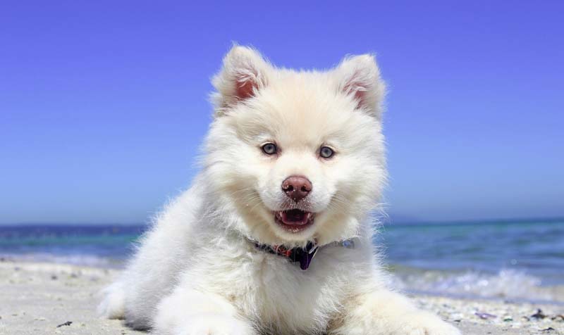 a white dog lying on a beach