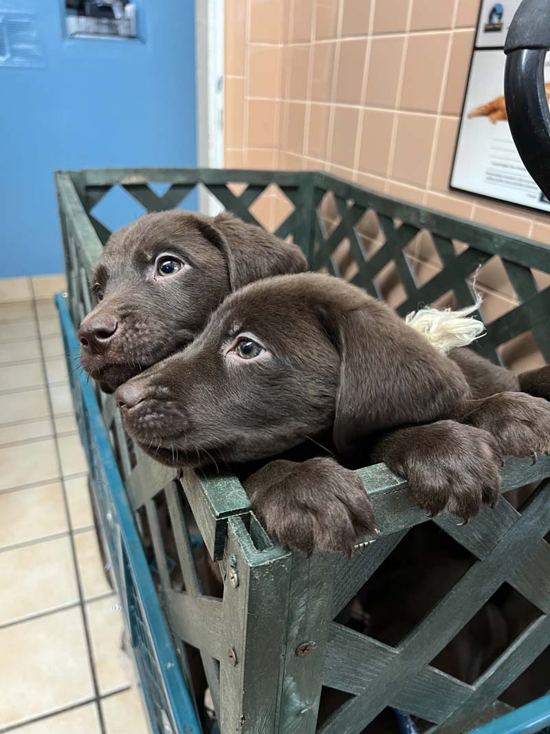 two puppies in a crate