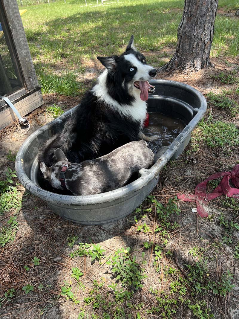 a dog in a tub of water