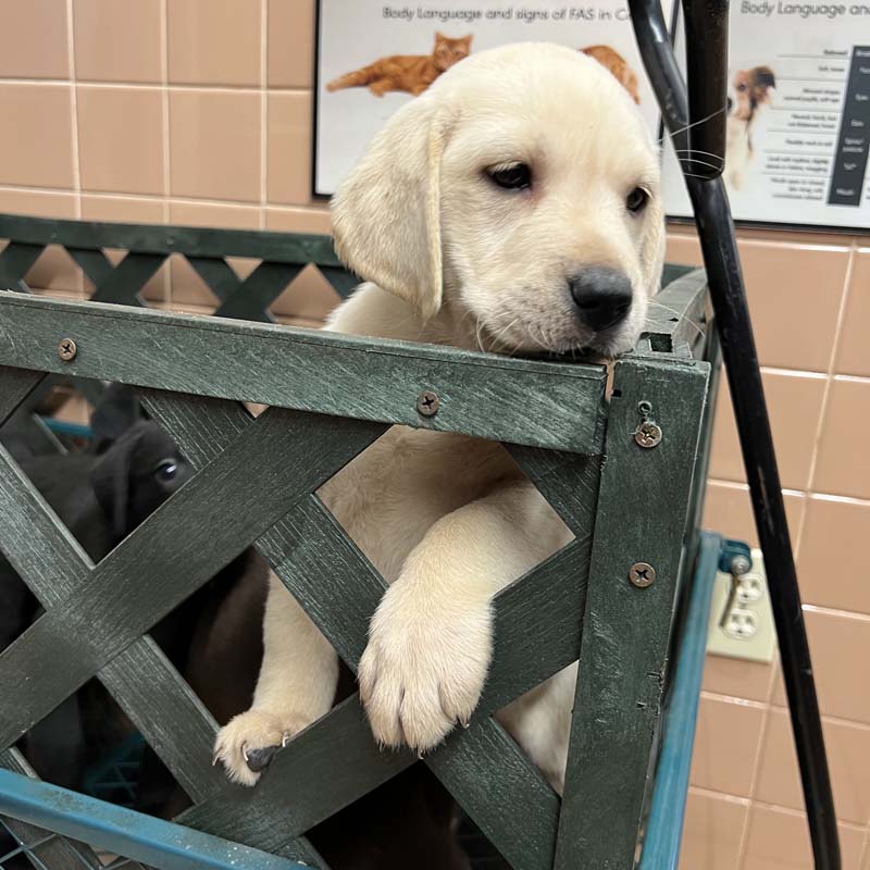 A puppy in a crate