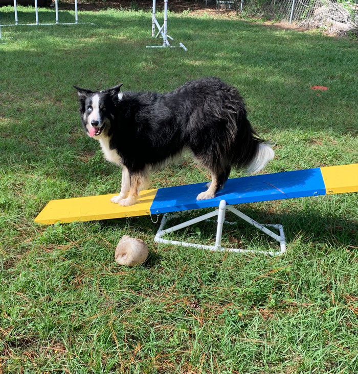 Dog performing tricks on a obstacle coarse